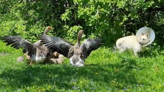 Бася чуть не сожрал Гуся или Гуси чуть не сожрали Басю.