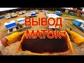 Как вывожу маток/сибирский пчелоблог