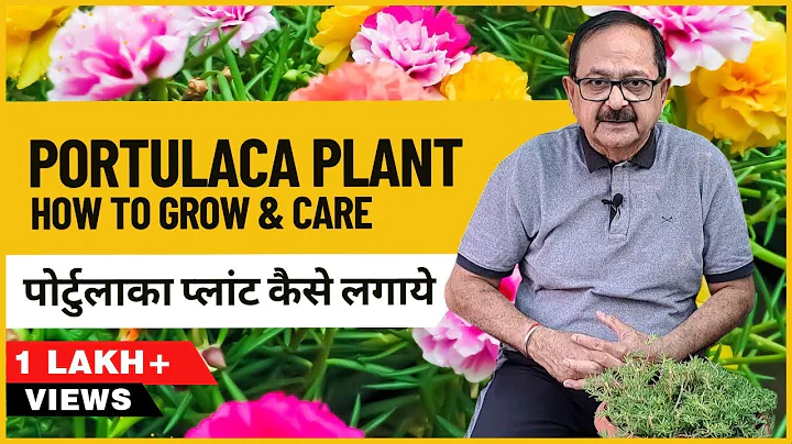 Moss Rose Plant Care I How to grow Portulaca Plant from cutting I पोर्टुलाका प्लांट कैसे लगाये