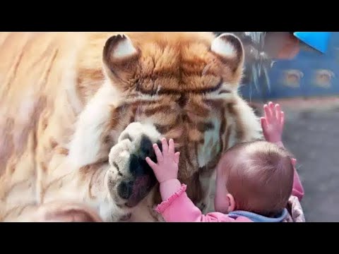 Тигр в Зоопарке не отходил от Маленькой Девочки, а люди, узнав причину, были в шоке!