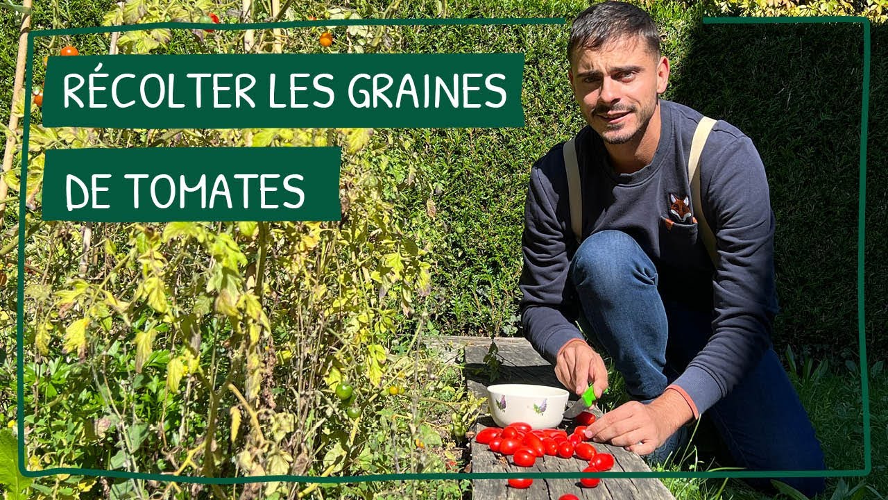 Comment faire ses propres graines de tomates ? - Gamm vert