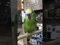 افلام كارتون ببغاء حقيقي 