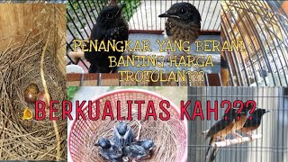 KENAPA PENANGKAR BERANI BANTING HARGA ANAKAN MURAI BATU??! | JANGAN JUAL MURAH TAPI JUAL KUALITAS
