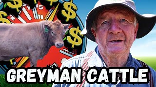 Smart Farmer Breeds Greyman Cattle For Northern Rivers Profit