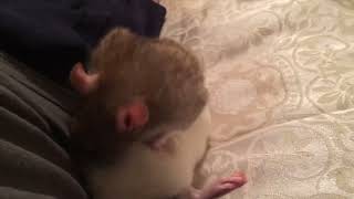 Pros and Cons of Fancy Rats as Pets - Audio version