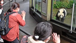 「シャンシャン、大きくなったね」　上野動物園、約４カ月ぶり再開