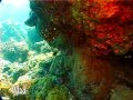 Подводная релаксация атолла Фаркуар. Underwater relaxation Farquhar Atoll.