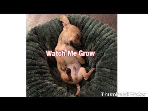 Videó: Mennyire nőnek a chiweenies?