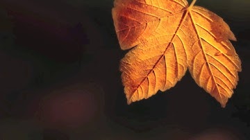 Spirit "I Will Always Return" Orchestral