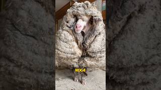 What Happens If You Never Shear a Sheep #animals #shorts