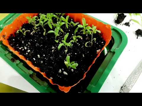 Video: Cvet Evforije Je čudovita Rastlina S Strupenim Sokom
