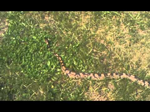 my ball python ozzy in the back yard