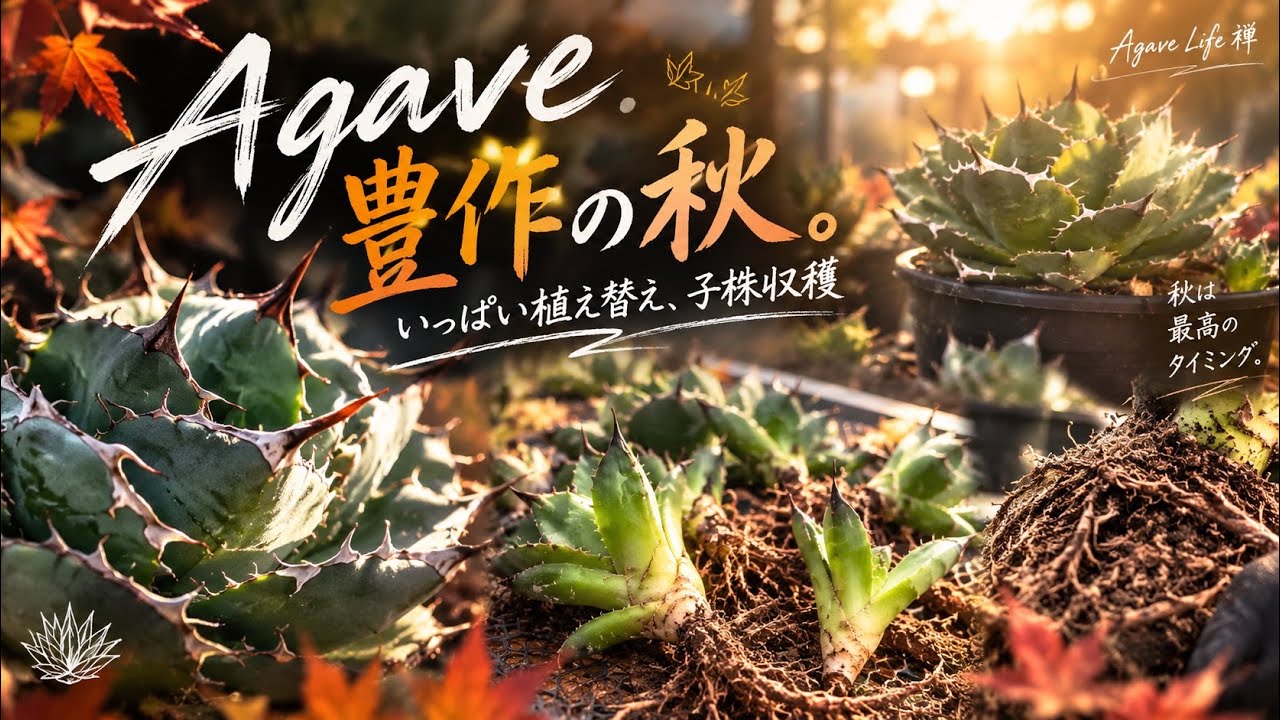 アガベ アウェイクニングエンジェル　⑤ Agave。子株Rush！ - YouTube
