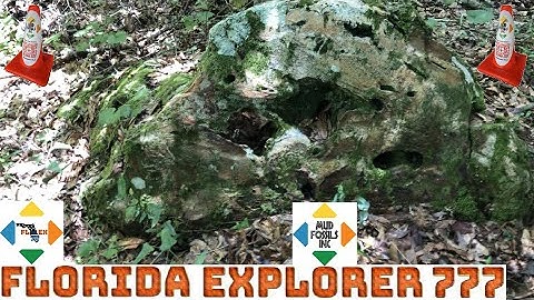 Dinosaur MudFossil Discovery