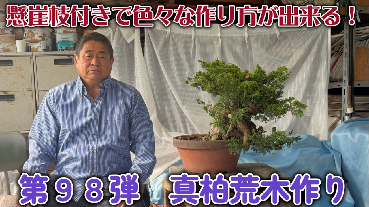 盆栽】第98弾 真柏荒木作り 【懸崖枝付きで色々な作り方が出来る