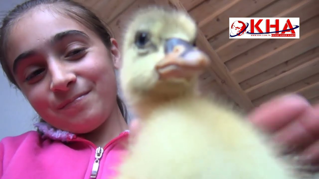 Köy hayatı Kazlarla İç İçe – Okçuoğlu Köyü