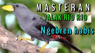 Download Lagu Jalak Rio Rio ngebren. MP3