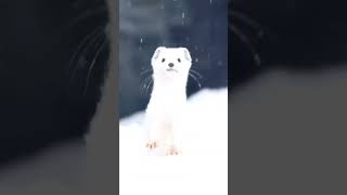 ❄The Heilongjiang Stoat In The Snow Is So Cute!#Animals #Cute #Shorts #Tiktok