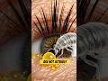 The Secret Creatures Living On Your Eyelashes!