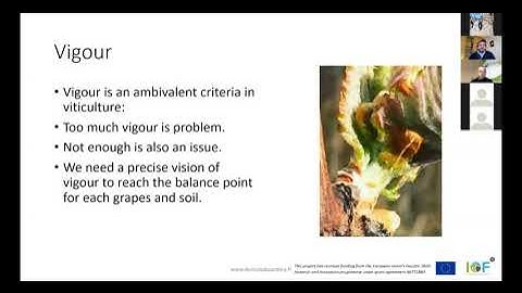 IoT technologies to monitor vine and grape health and vigour