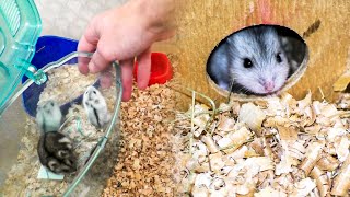 Cleaning the Cage of Small Hamsters