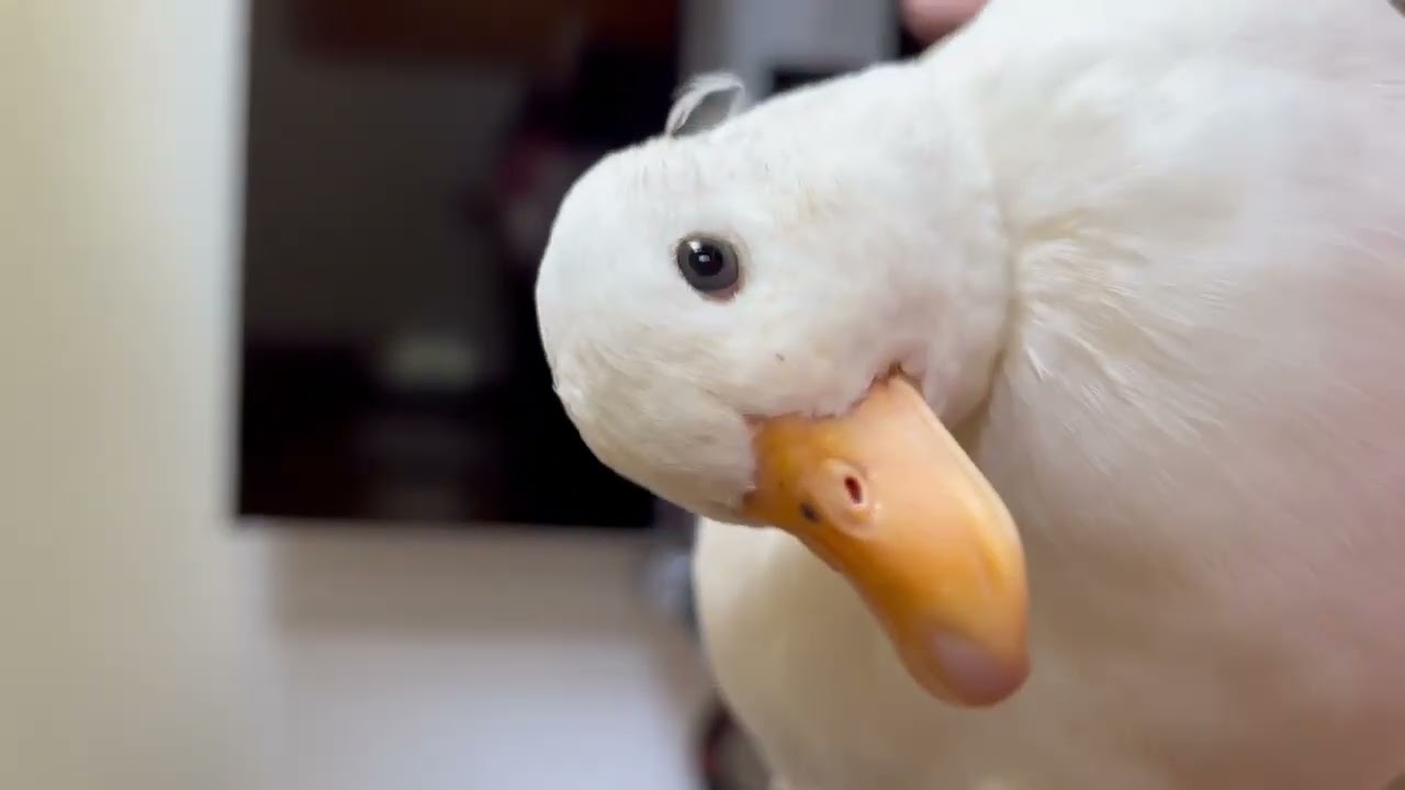 Ducky on her cheat day