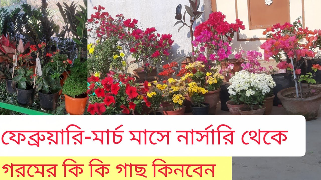 নার্সারি থেকে এই সময়ে গরমের কি কি গাছ কিনবেন || Which plant buy summer season