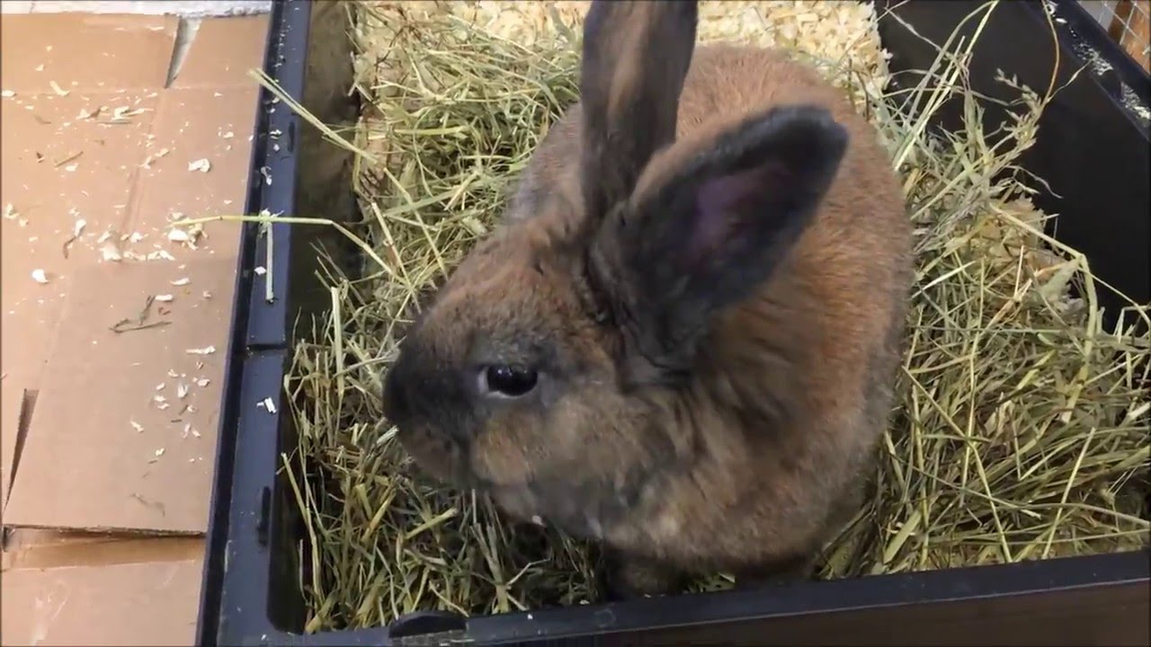 Kaniner/ salg - Fransk vædder & New zealand red
