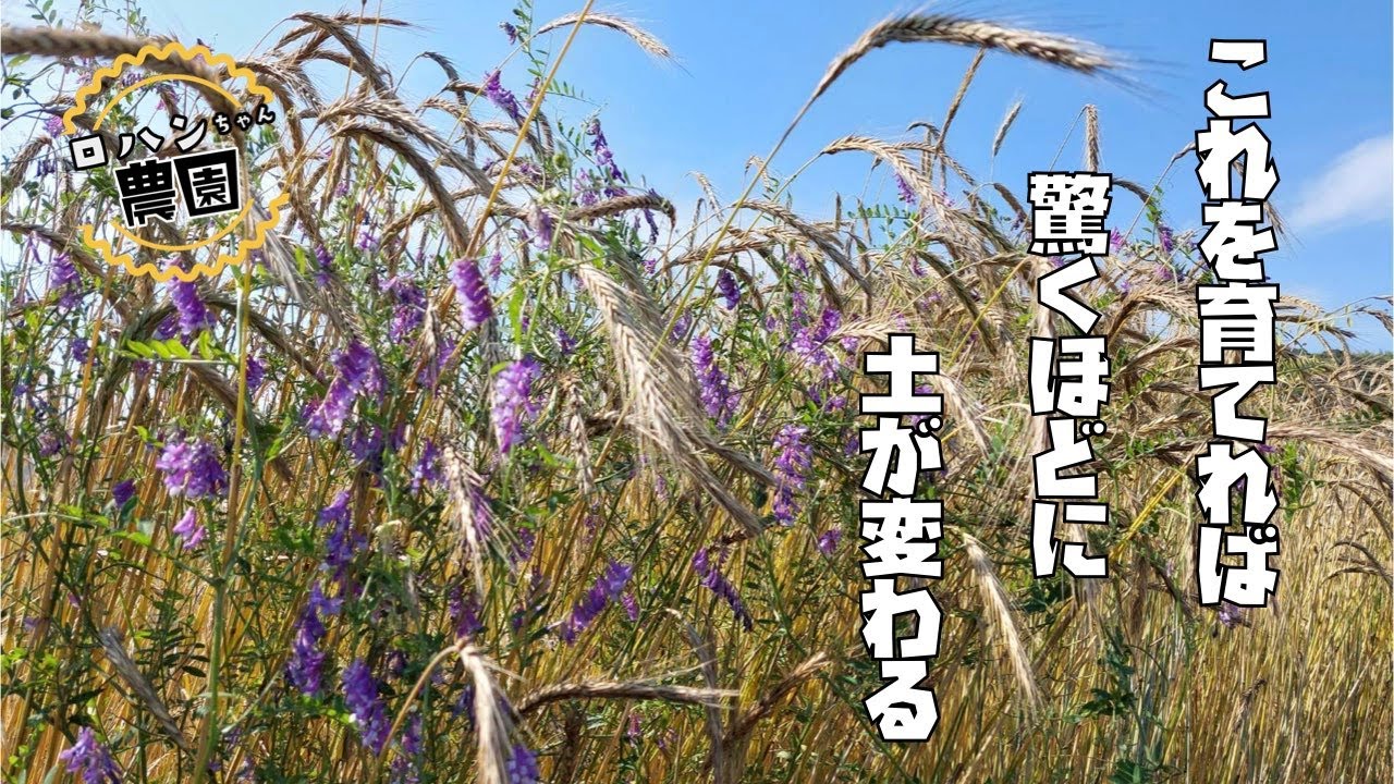 【緑肥植物】が土づくりを助けてくれる！！？驚きの変化が起こるかも！！【ライムギ】【エン麦】【ヘアリーベッチ】【家庭菜園】