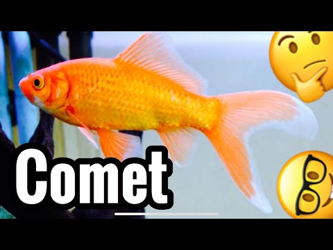 Video: How To Keep A Comet Fish