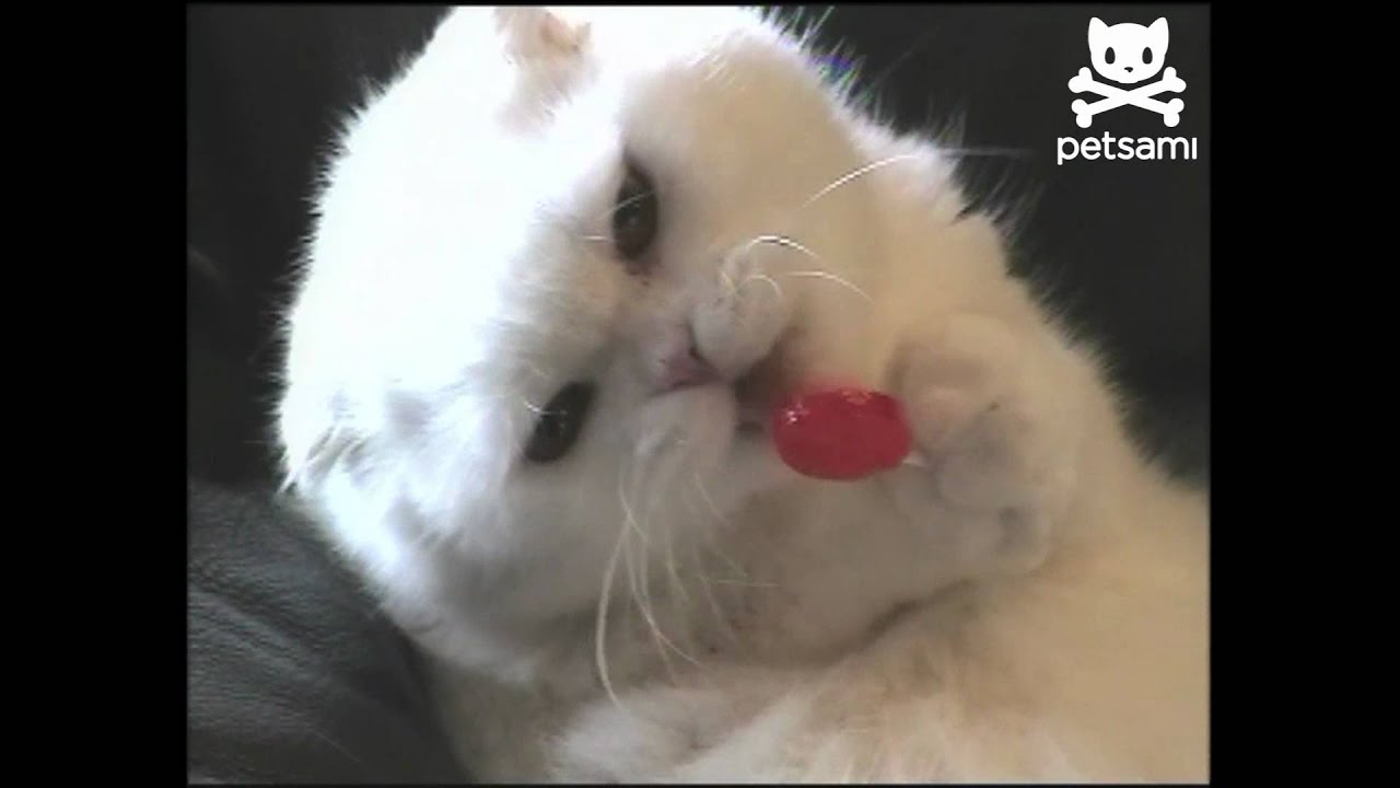 Candy cat has sugar addiction