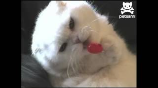 Candy cat has sugar addiction