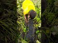 Traditional Hand Fishing   Village Boy Is Catching Catfish  Removes Water Hyacinth#shorts   Part 101