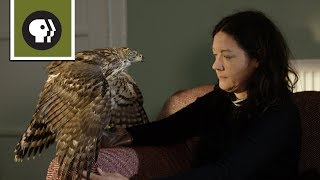 First Tense Meeting Between Falconer and Hawk