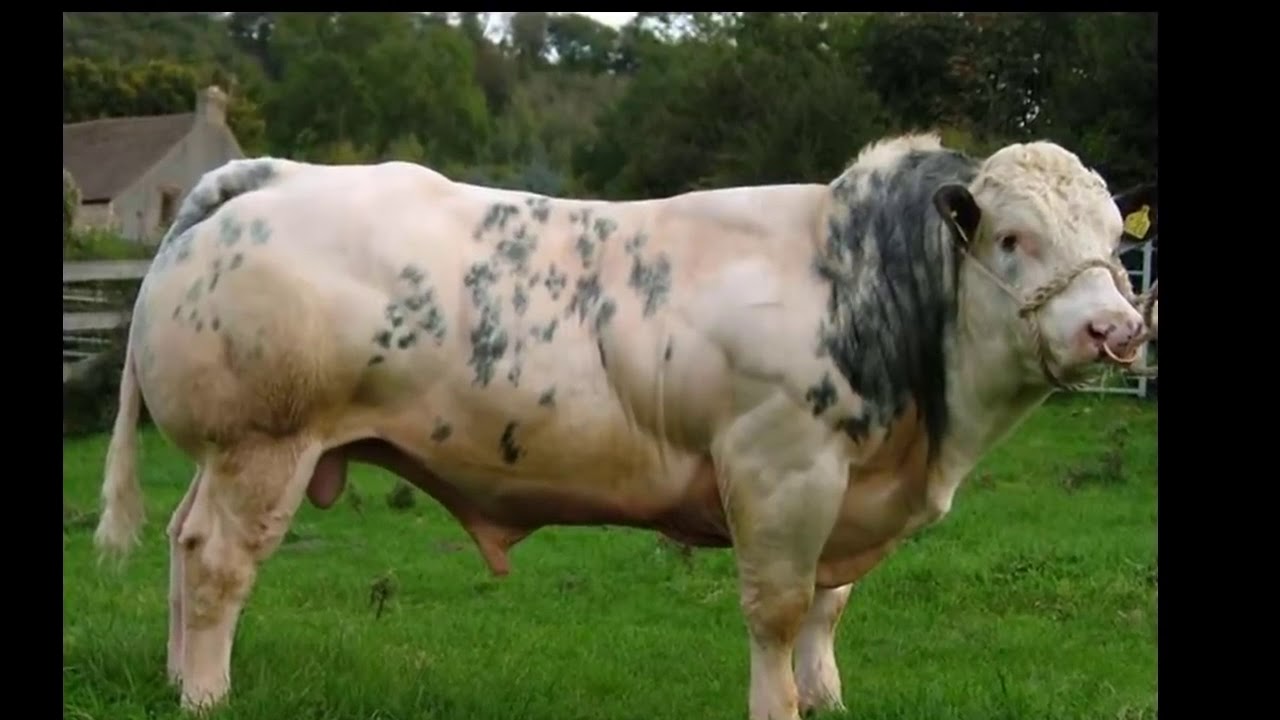 Бики н. Бельгийская мясная порода Быков. Belgian Blue Cattle. Бельгийская порода КРС. Порода КРС голубой бельгиец.