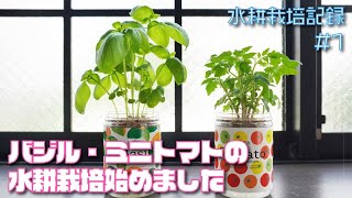 ミニトマトとバジルの水耕栽培、はじめした（水耕栽培記録#1）