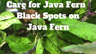 Care for Java Fern  Black Spots on Java Fern