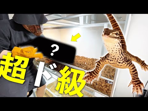デカすぎ】巨大〇〇をレイアウトするためにトカゲのケージを大掃除