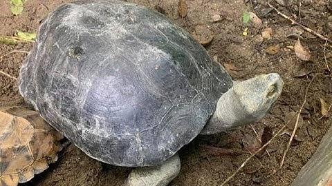 Mua bán Càng Đước, Rùa Răng, Cần Đước thịt và con giống (0916271906)