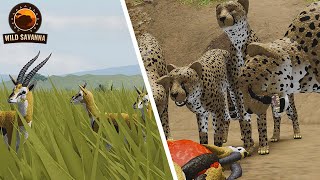 Cheetah coalition hunts Gazelle herd | Wild Savannah
