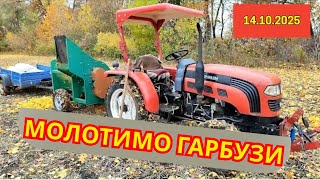 картинка: Молотимо гарбузи .... 14.10.2025рік