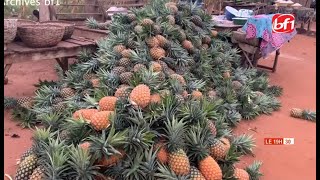 Culture d'ananas au Burkina Faso: Plus 2O millions de bénéfice estimé par hectare