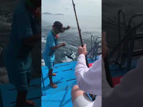 Рыбалка от Пегас в Тайланде!!!жуткая рыба!Fishing in Thailand. creepy fish