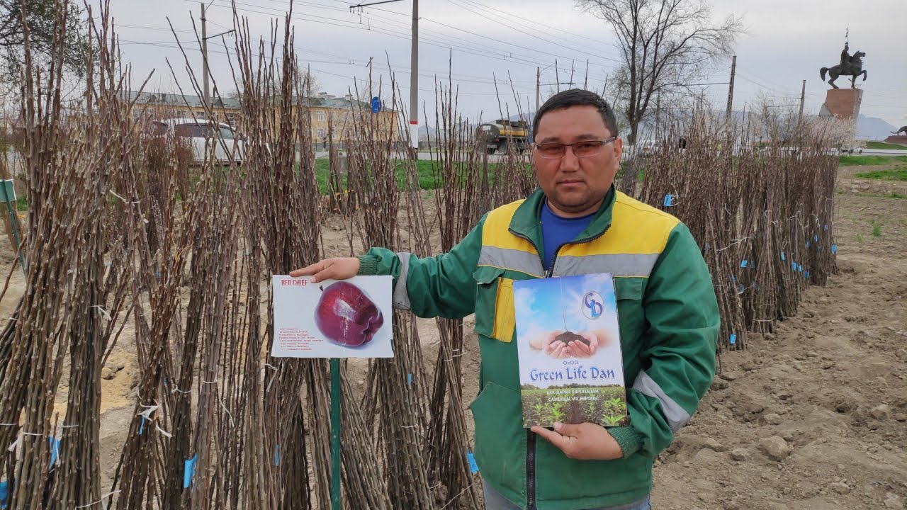 АНВАР мырза СЕКРЕТТИН айтып берди  /  БАГБАНДАР кулак салгыла