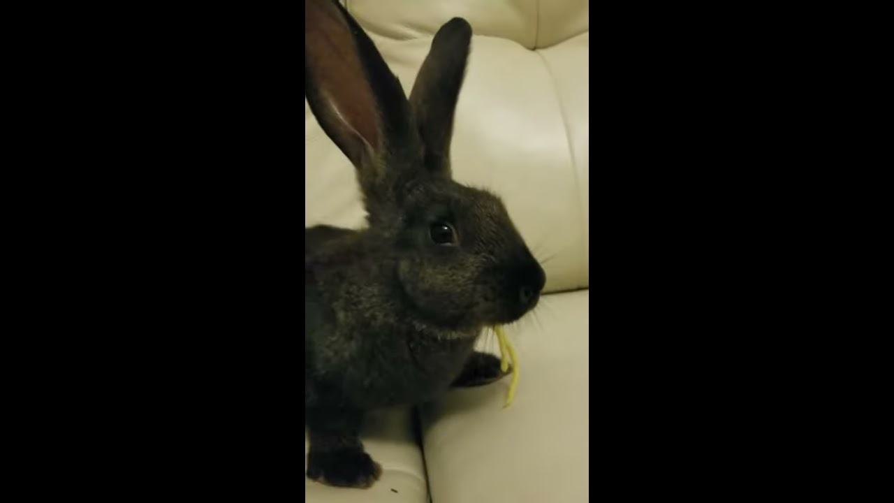 Felicity The Continental Giant Rabbit YouTube