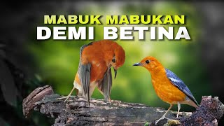 Caper Dengan Gaya Mabuk - Anis Merah
