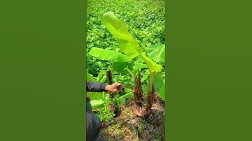 cut down the small banana tree with a sharp knife #shorts