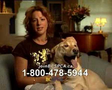 Thumbnail of Sarah McLachlan Animal Cruelty Video