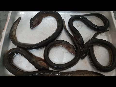 Vídeo: Peixe Enguia: Cozimento E Propriedades úteis