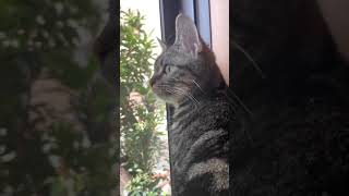 お出かけしたくて窓の外をじっと見つめ続ける子猫 #shorts